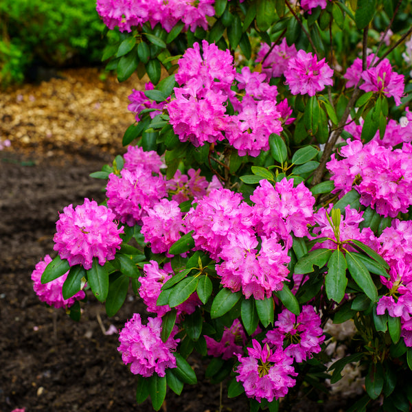 Roseum Elegans Rhododendron