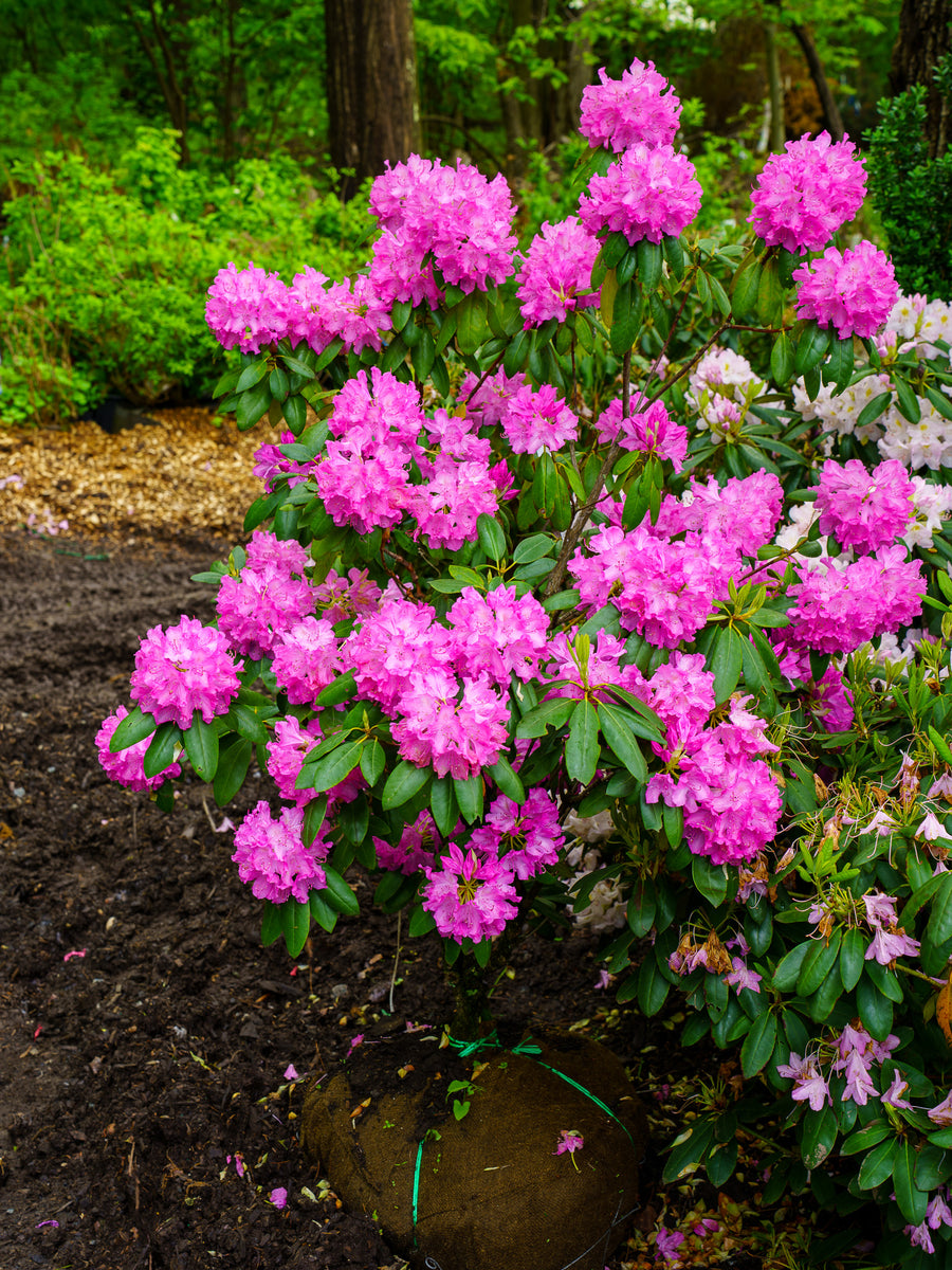 Roseum Elegans Rhododendron – Plant Detectives
