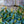 Load image into Gallery viewer, Roseum Elegans Rhododendron - Rhdodendron - Shrubs
