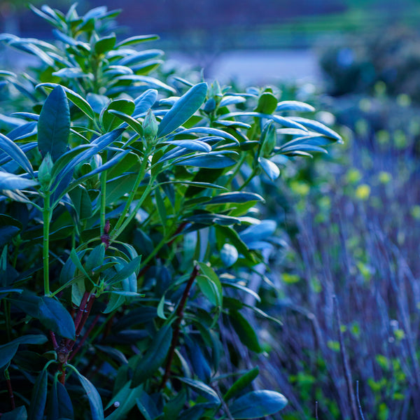 Roseum Pink Rhododendron