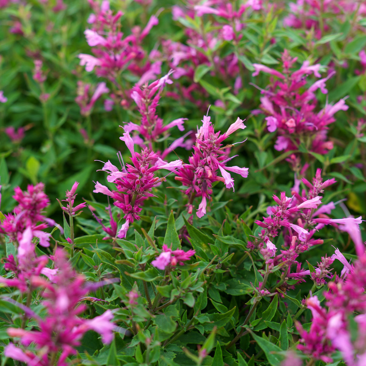 Rosie Posie Hyssop – Plant Detectives