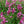 Load image into Gallery viewer, Rosie Posie Hyssop