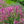 Load image into Gallery viewer, Rosie Posie Hyssop