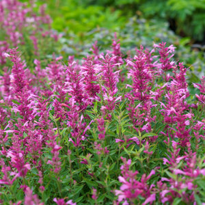 Rosie Posie Hyssop