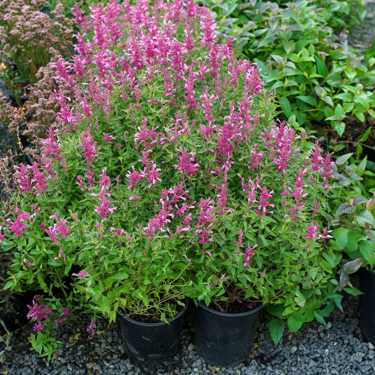 Rosie Posie Hyssop – Plant Detectives