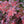 Load image into Gallery viewer, Royal Burgundy Barberry - Barberry - Shrubs
