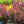 Load image into Gallery viewer, Royal Burgundy Barberry - Barberry - Shrubs