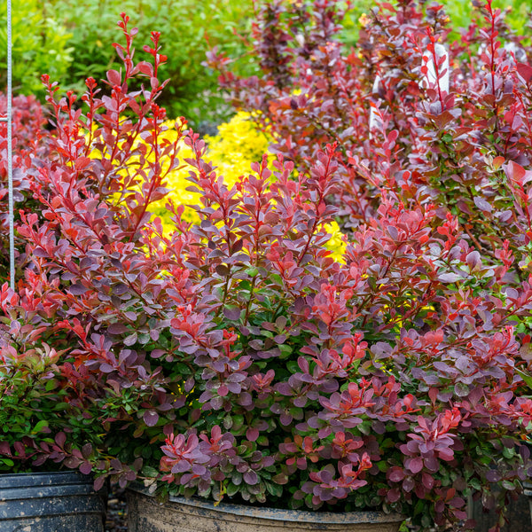 Royal Burgundy Barberry