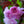 Load image into Gallery viewer, Royal Burgundy Flowering Cherry - Cherry - Flowering Trees