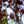 Load image into Gallery viewer, Royal Burgundy Flowering Cherry - Cherry - Flowering Trees