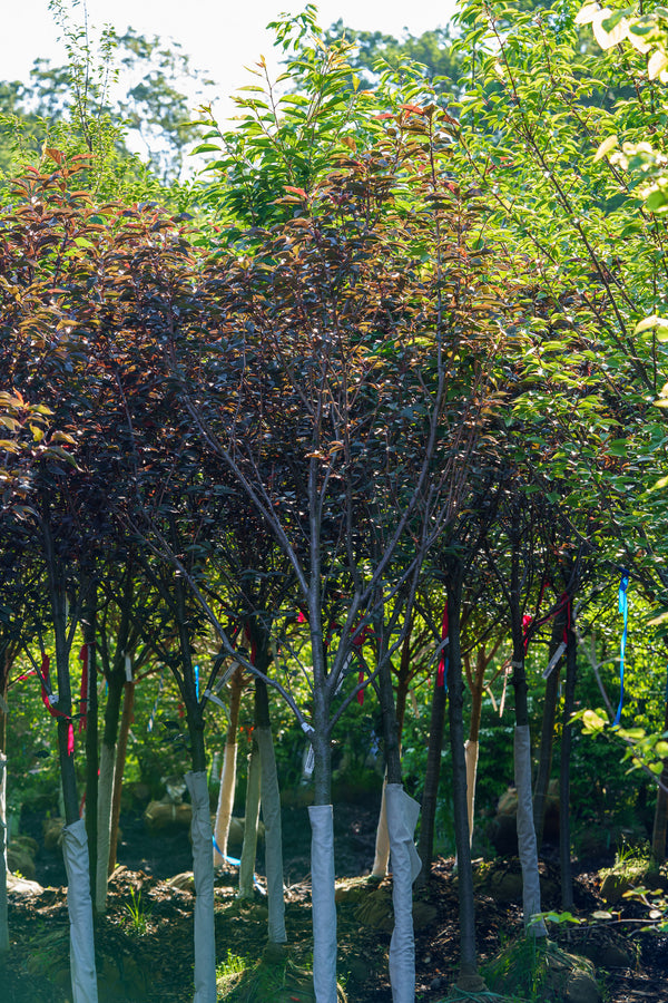 Royal Burgundy Cherry