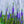Load image into Gallery viewer, Royal Candles Veronica