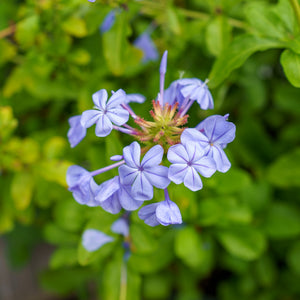 Monott Blue Plumbago