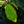 Load image into Gallery viewer, Royal Gala Apple Tree