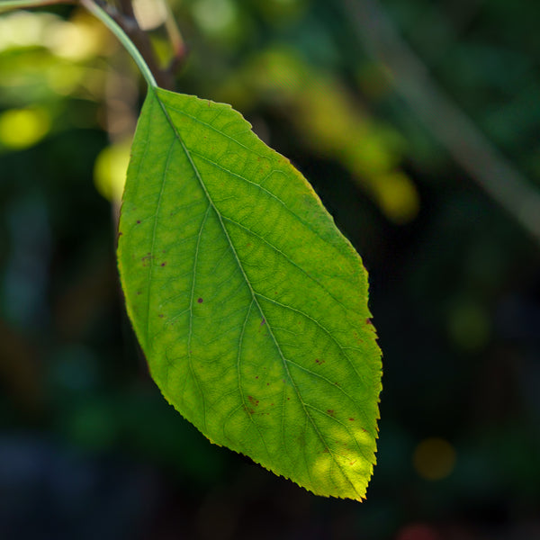 Royal Gala Apple Tree