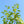 Load image into Gallery viewer, Royal Gala Apple Tree