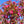Load image into Gallery viewer, Royal Gem Crabapple - Crabapple - Flowering Trees