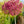 Load image into Gallery viewer, Royal Gem Crabapple - Crabapple - Flowering Trees