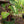 Load image into Gallery viewer, Royal Hawaiian Waikiki Elephant Ear