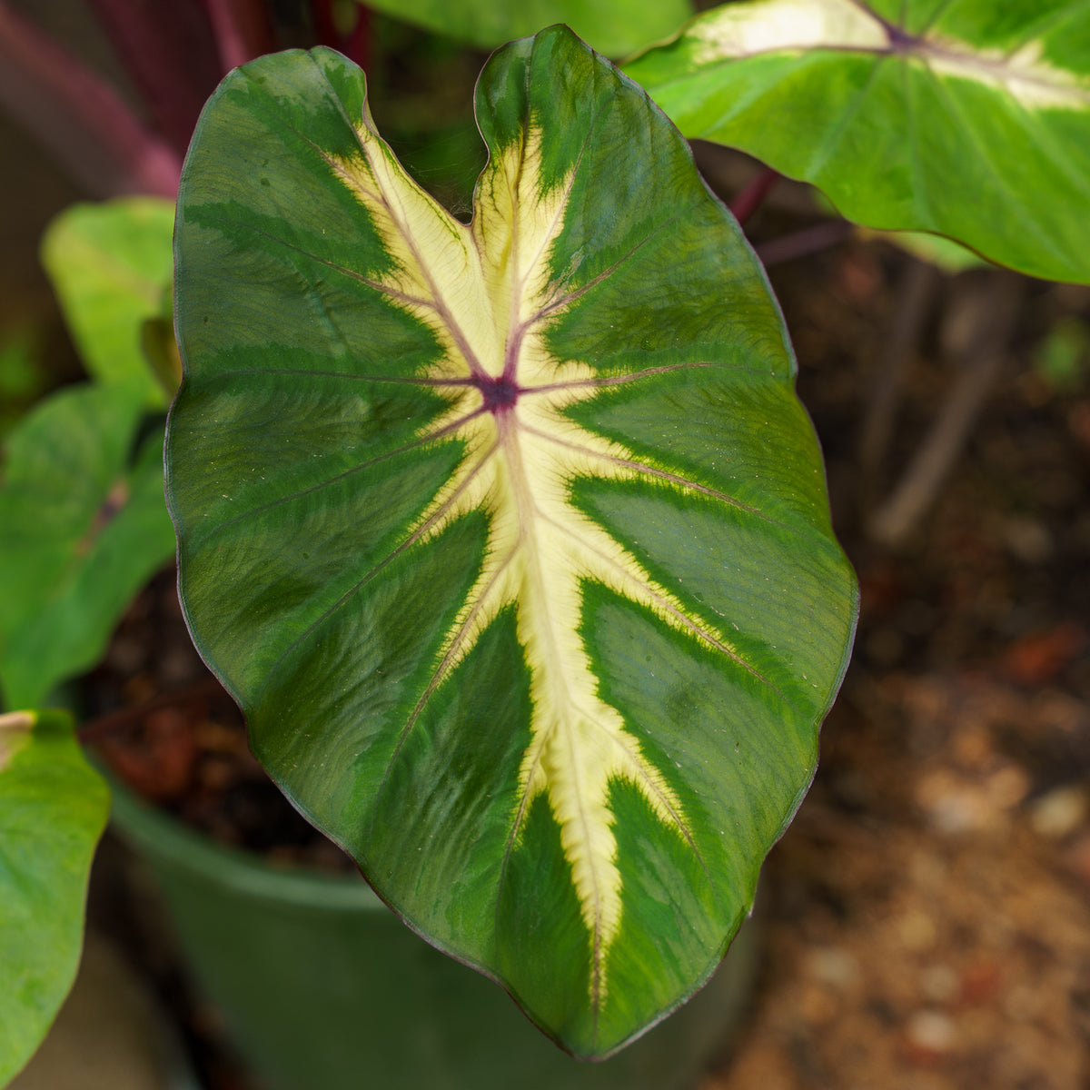 jinkee elephant ear plant Royal Hawaiian Waikiki Elephant Ear – Plant Detectives