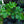 Load image into Gallery viewer, Royal Heritage Lenten Rose