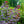 Load image into Gallery viewer, Royal Purple Smokebush