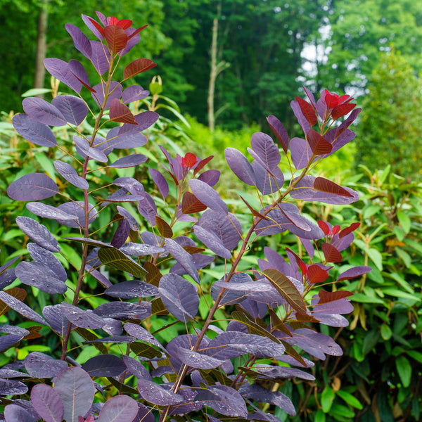 Royal Purple Smokebush