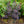 Load image into Gallery viewer, Royal Purple Smokebush