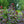 Load image into Gallery viewer, Royal Purple Smokebush