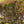 Load image into Gallery viewer, Royal Purple Smokebush