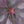 Load image into Gallery viewer, Royal Purple Smokebush