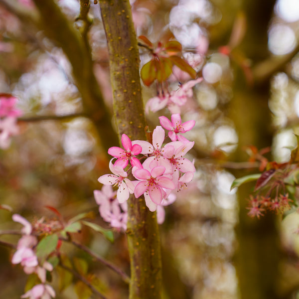 Royal Raindrops Crabapple