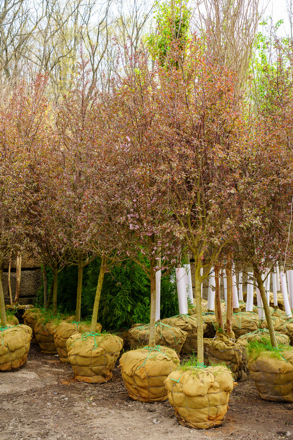 Royal Raindrops Crabapple