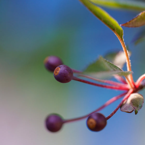 Royal Raindrops Crabapple