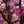 Load image into Gallery viewer, Royal Raindrops Crabapple