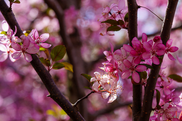 Royal Raindrops Crabapple