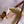 Load image into Gallery viewer, Royal Star Magnolia - Magnolia - Flowering Trees