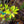 Load image into Gallery viewer, Royal Star Magnolia