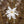 Load image into Gallery viewer, Royal Star Magnolia