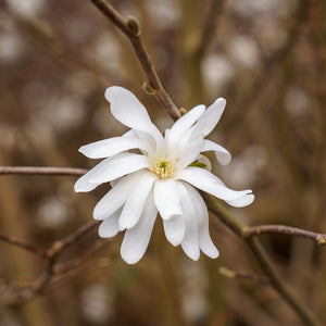 Royal Star Magnolia