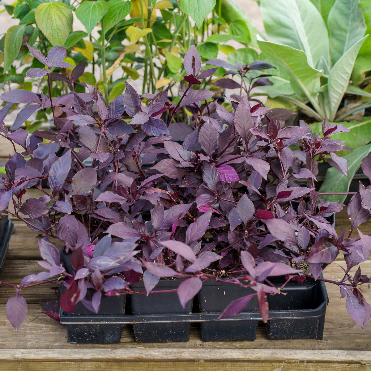 Ruby Leaf Alternanthera – Plant Detectives