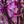 Load image into Gallery viewer, Ruby Falls Weeping Redbud - Redbud - Flowering Trees
