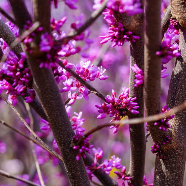 Ruby Falls Eastern Redbud