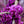 Load image into Gallery viewer, Ruby Falls Weeping Redbud - Redbud - Flowering Trees