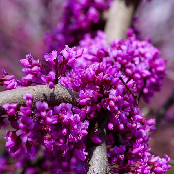 Ruby Falls Eastern Redbud