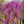 Load image into Gallery viewer, Ruby Falls Weeping Redbud - Redbud - Flowering Trees