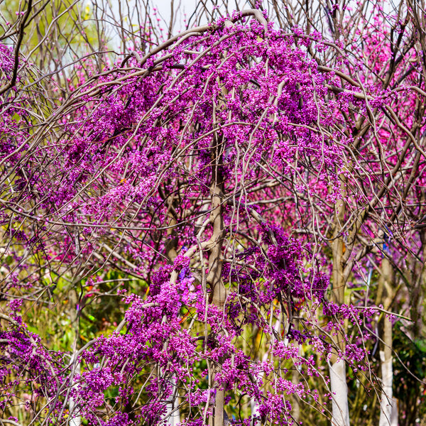 Ruby Falls Eastern Redbud