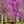 Load image into Gallery viewer, Ruby Falls Weeping Redbud - Redbud - Flowering Trees