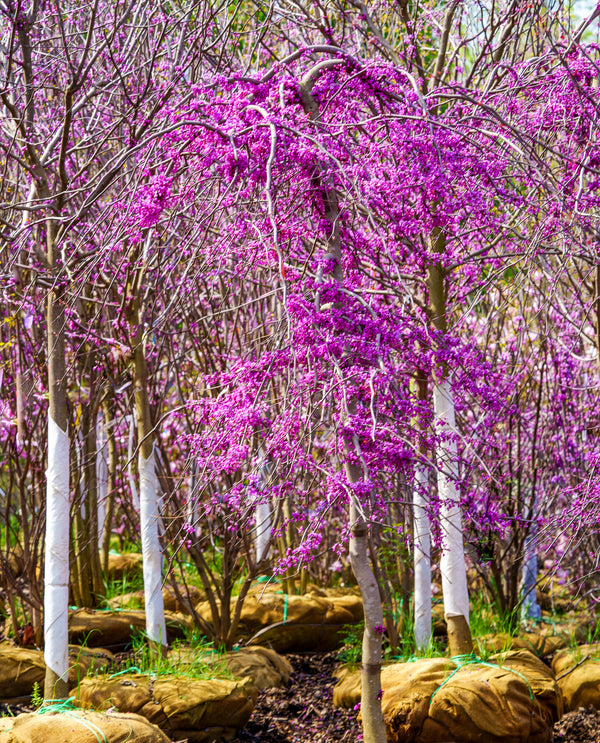 Ruby Falls Eastern Redbud