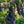 Load image into Gallery viewer, Ruby Falls Eastern Redbud